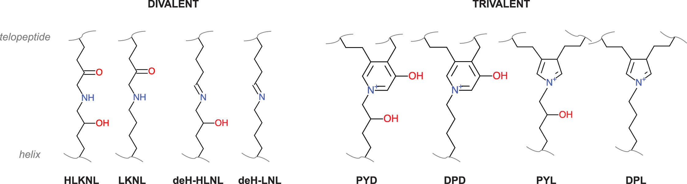 Collagen Crosslink Types